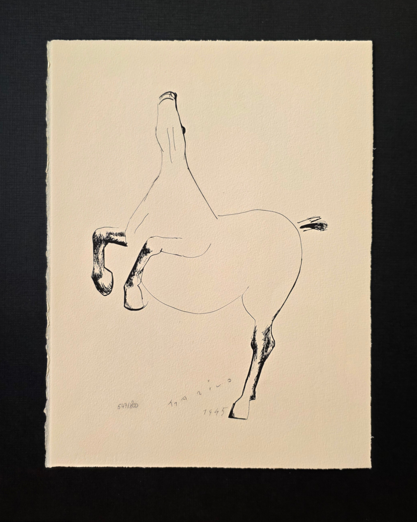 CAVALLO FELICE