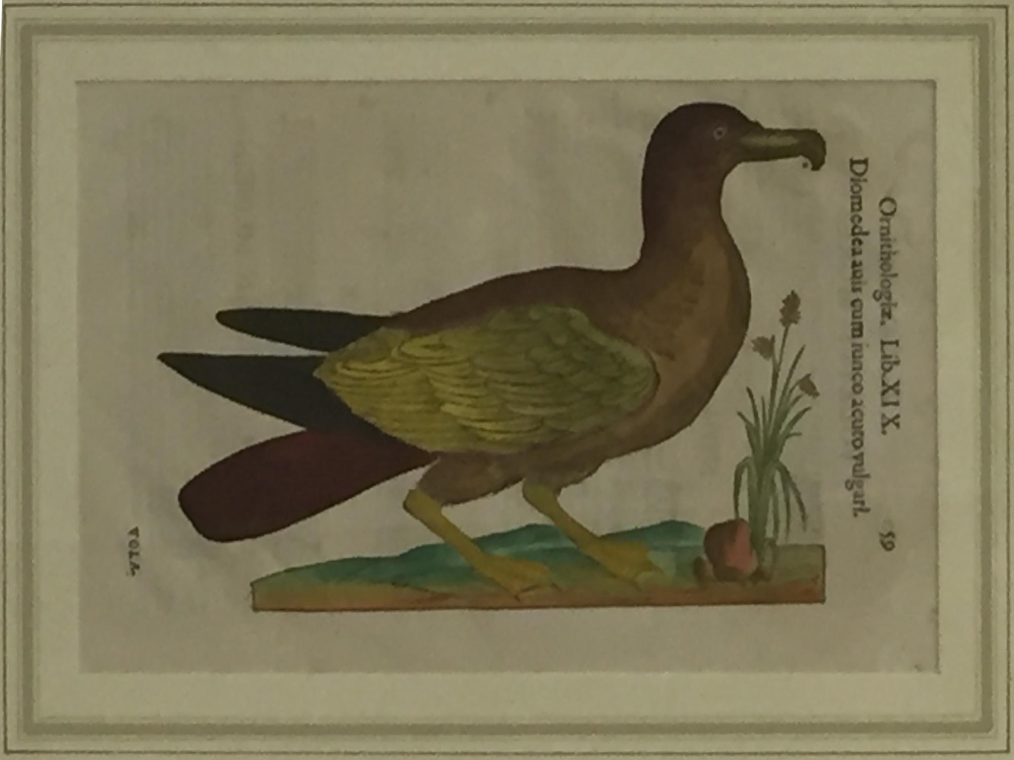 RAPPRESENTAZIONE DI ORNITOLOGIA