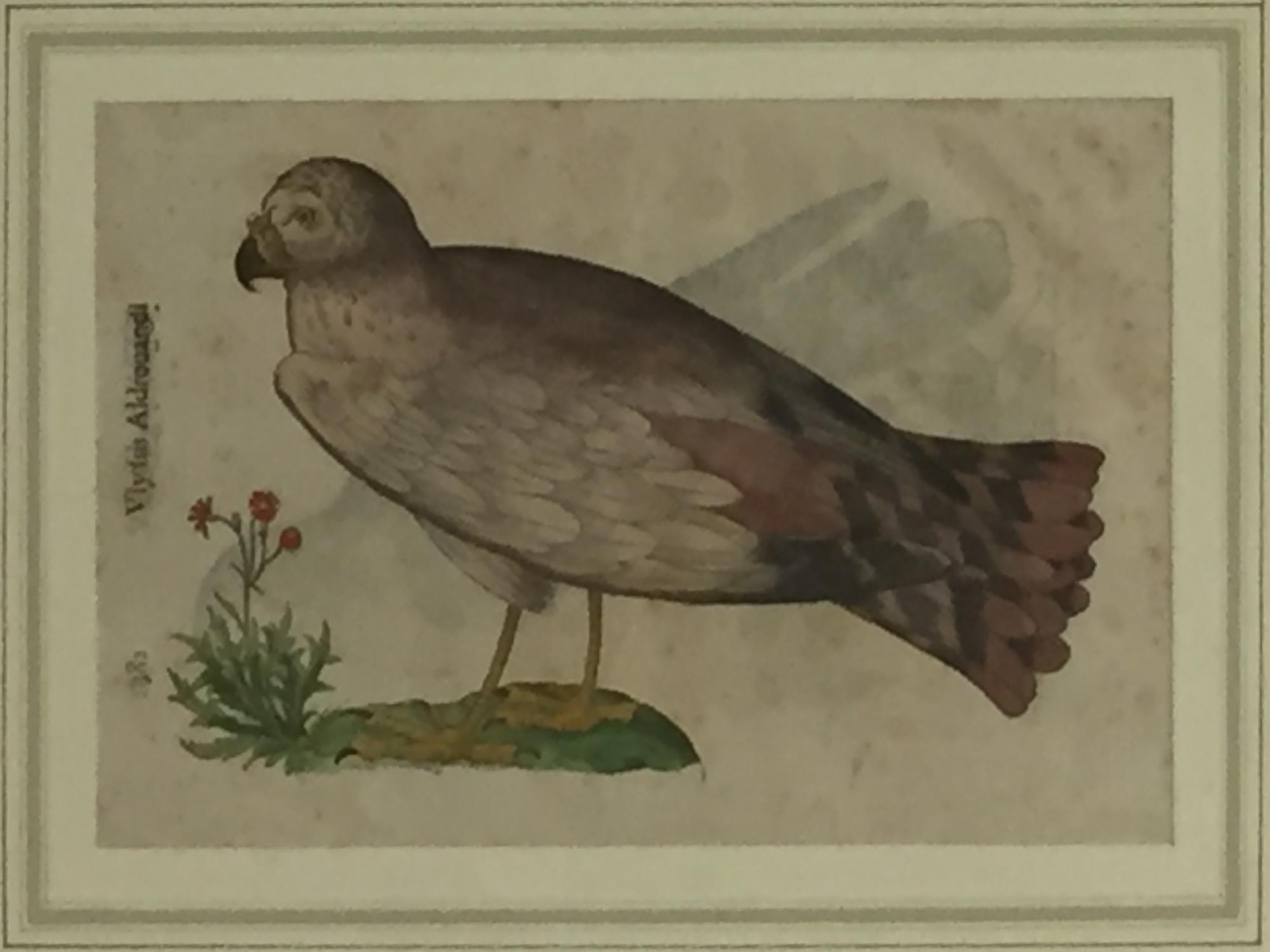 RAPPRESENTAZIONE DI ORNITOLOGIA