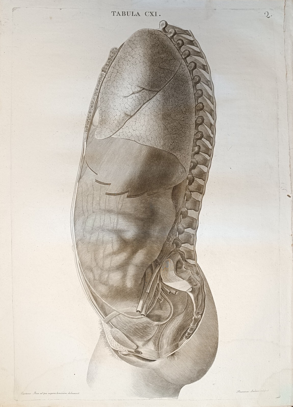 TABULA ANATOMICA CXI
