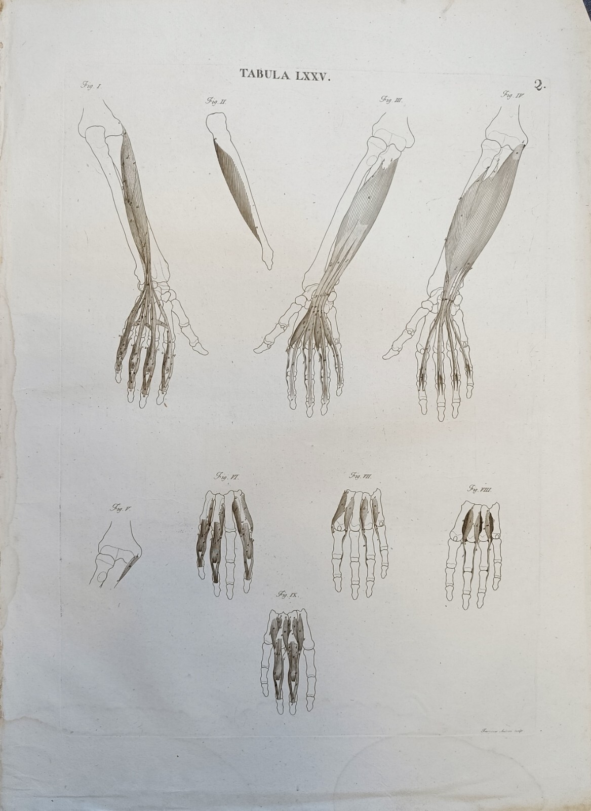 TABULA ANATOMICA LXXV