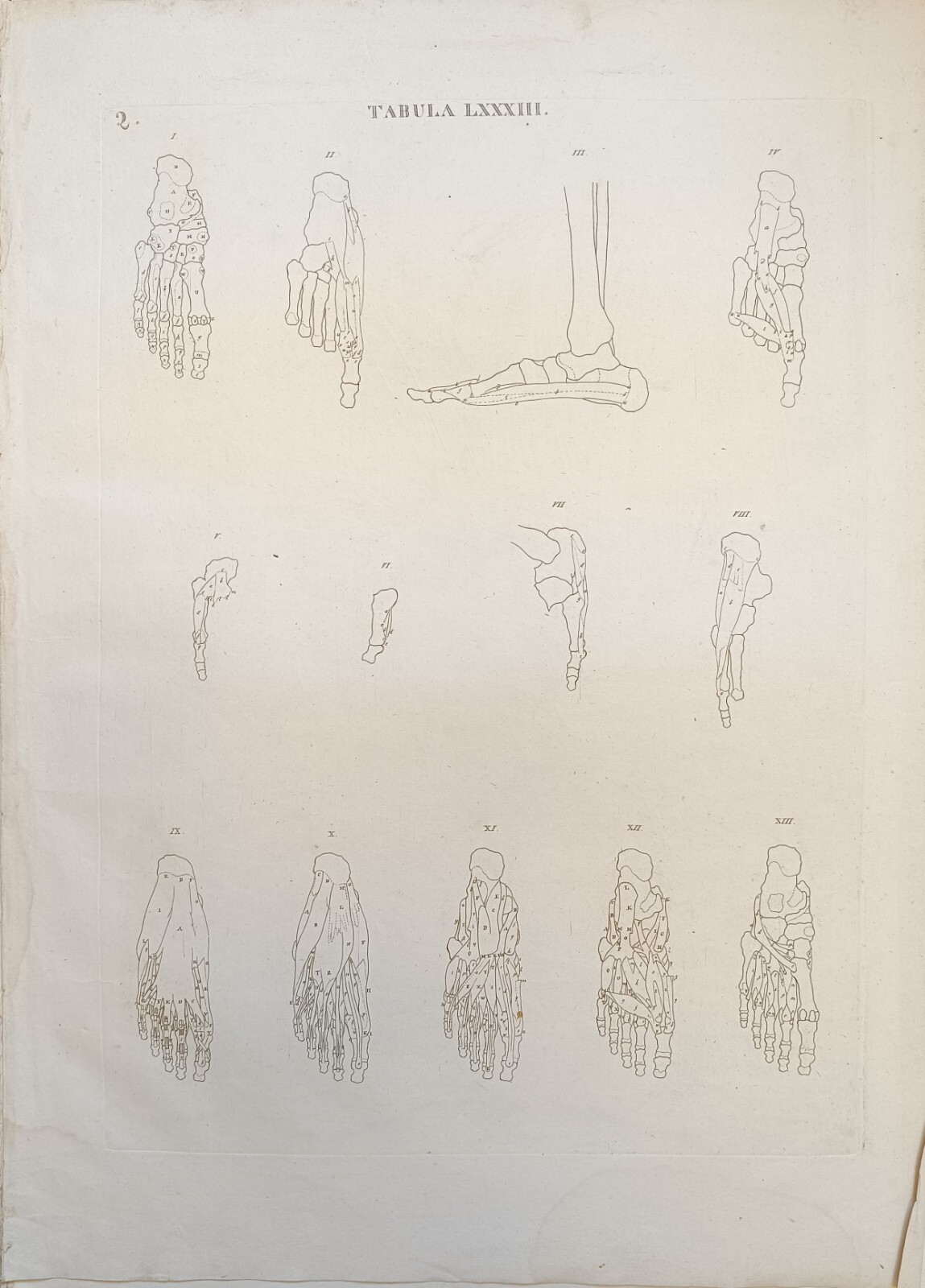 TABULA ANATOMICA LXXXIII