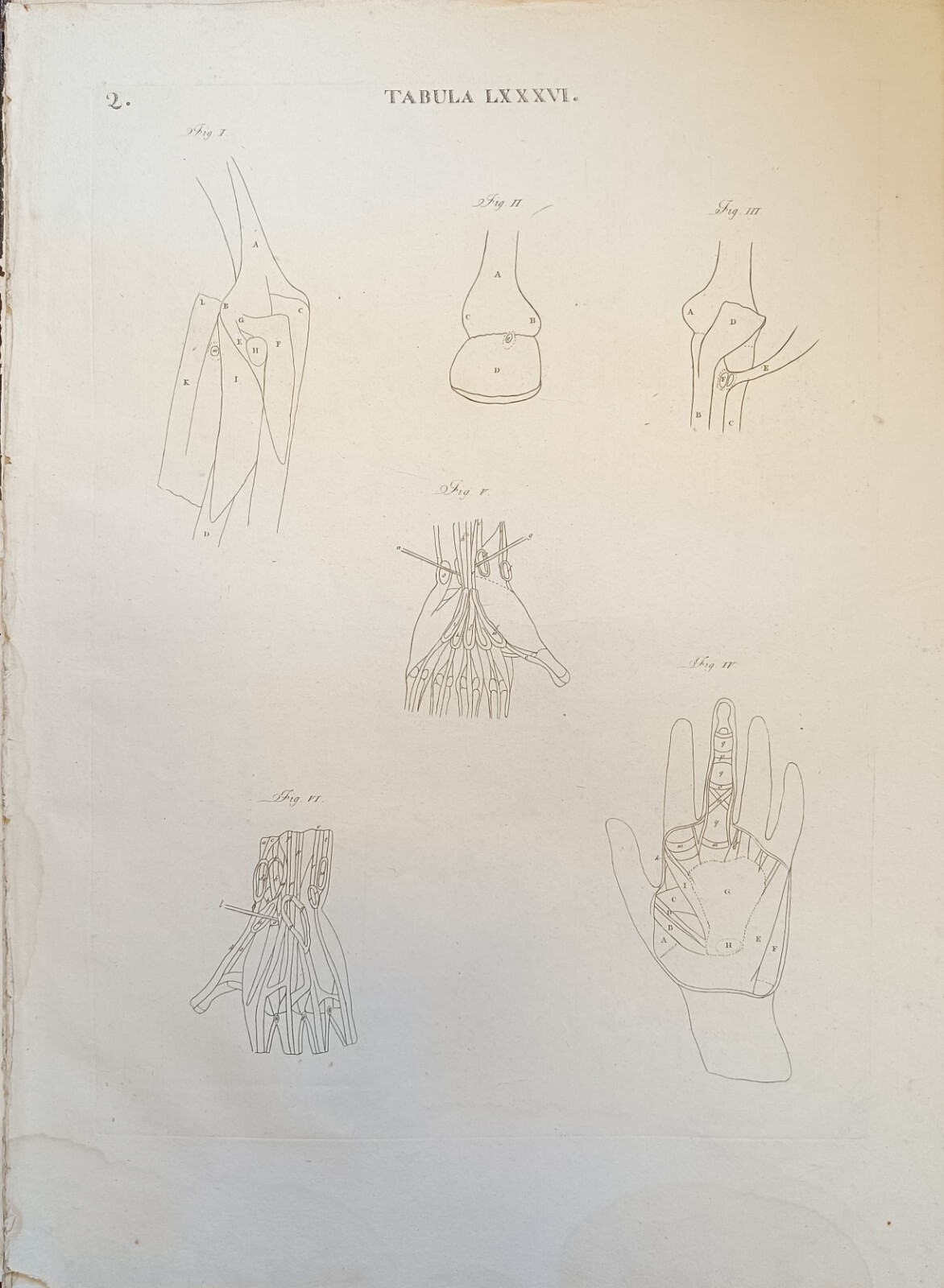 TABULA ANATOMICA LXXXVI