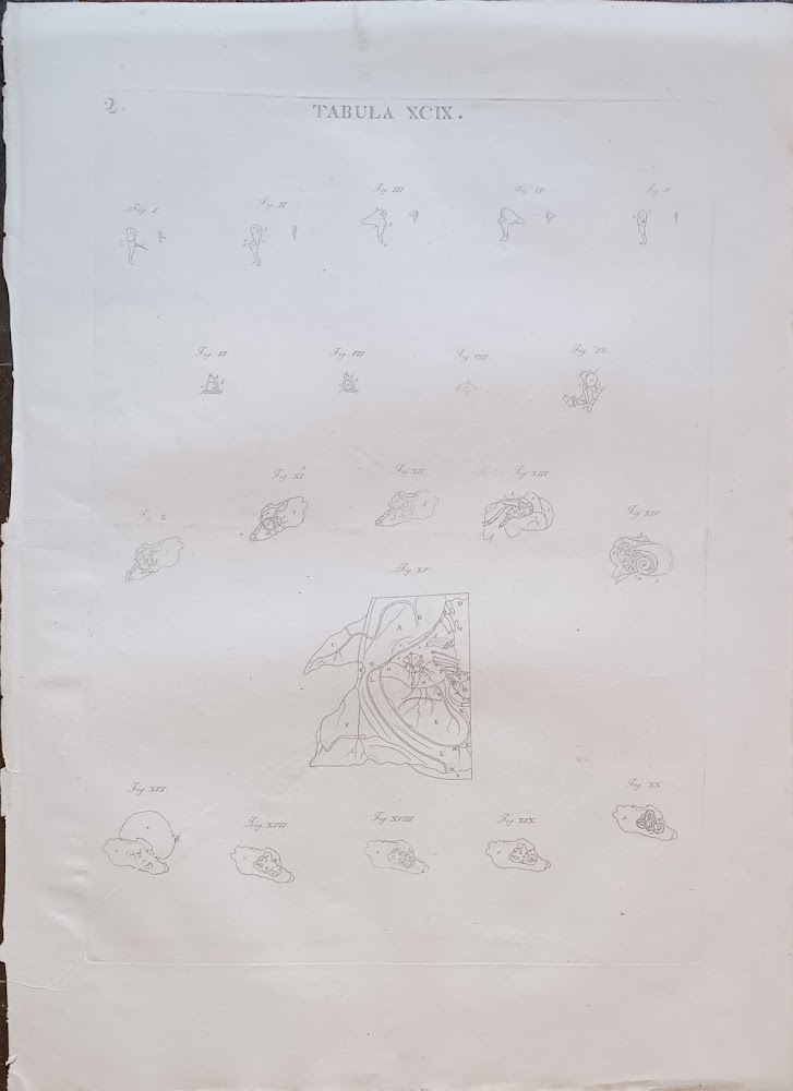 TABULA ANATOMICA XCIX.