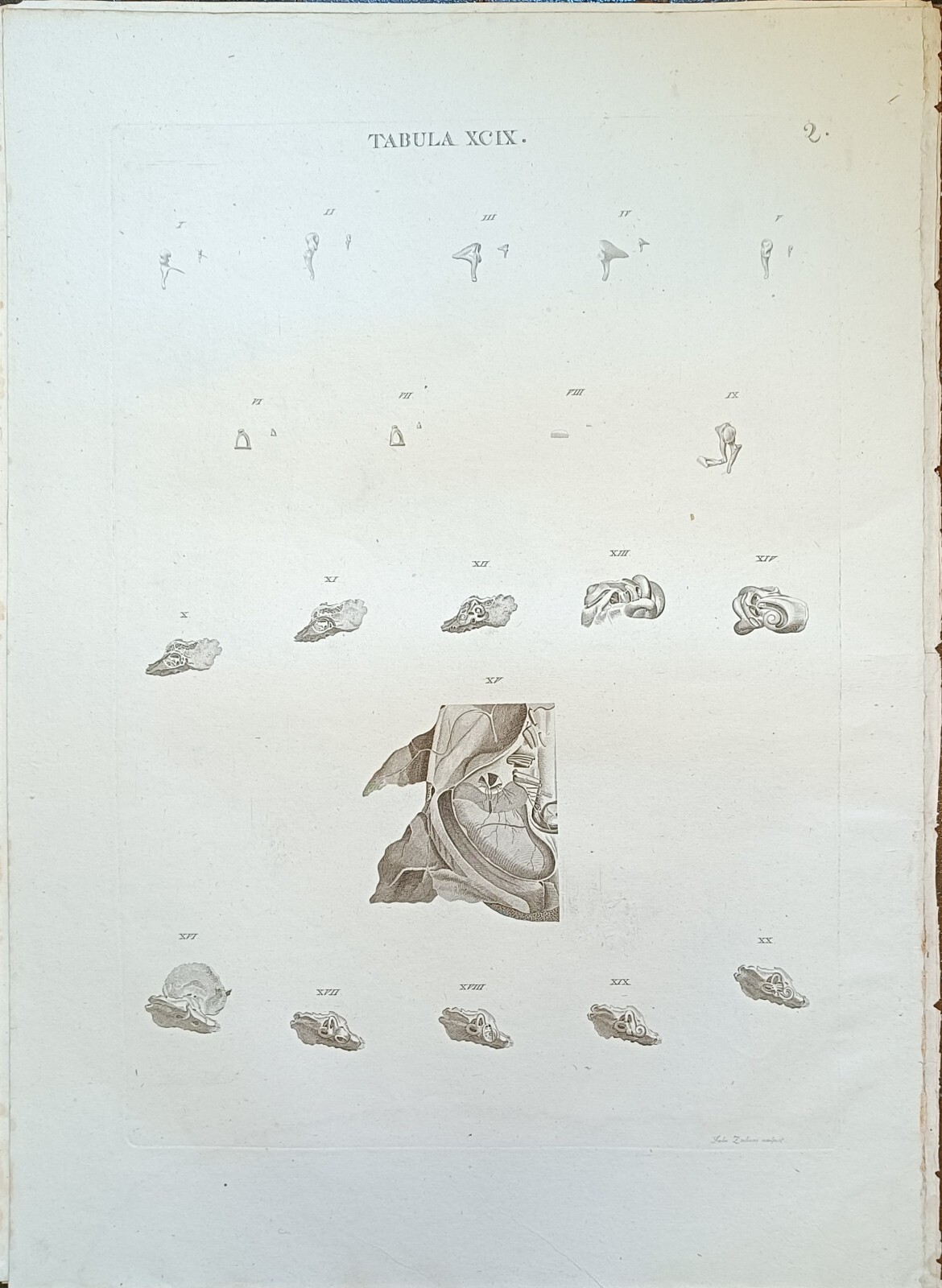 TABULA ANATOMICA XCIX