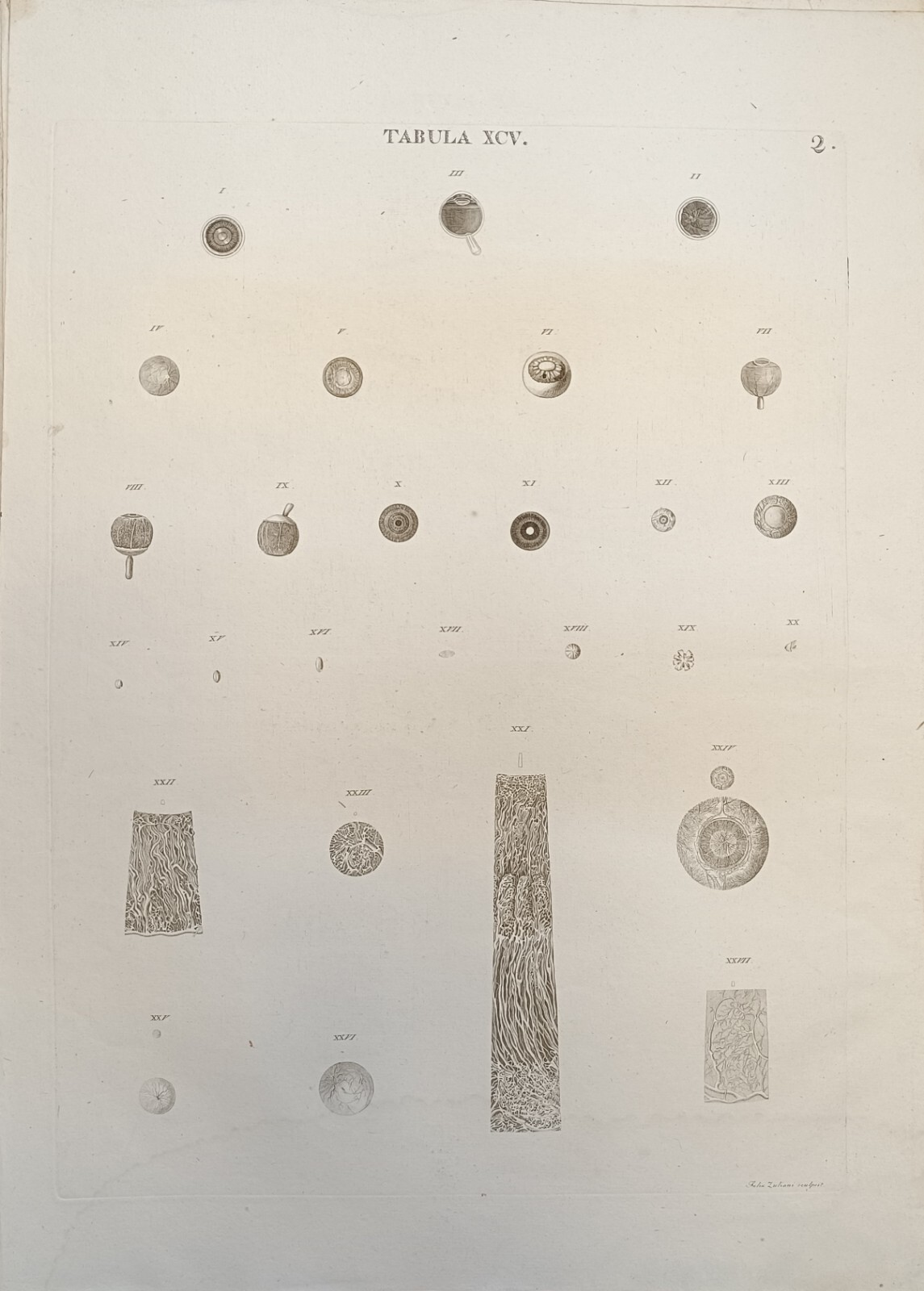 TABULA ANATOMICA XCV.