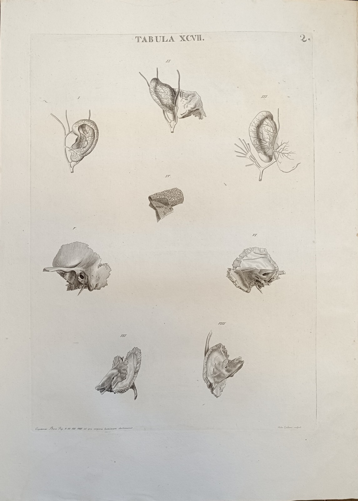 TABULA ANATOMICA XCVII