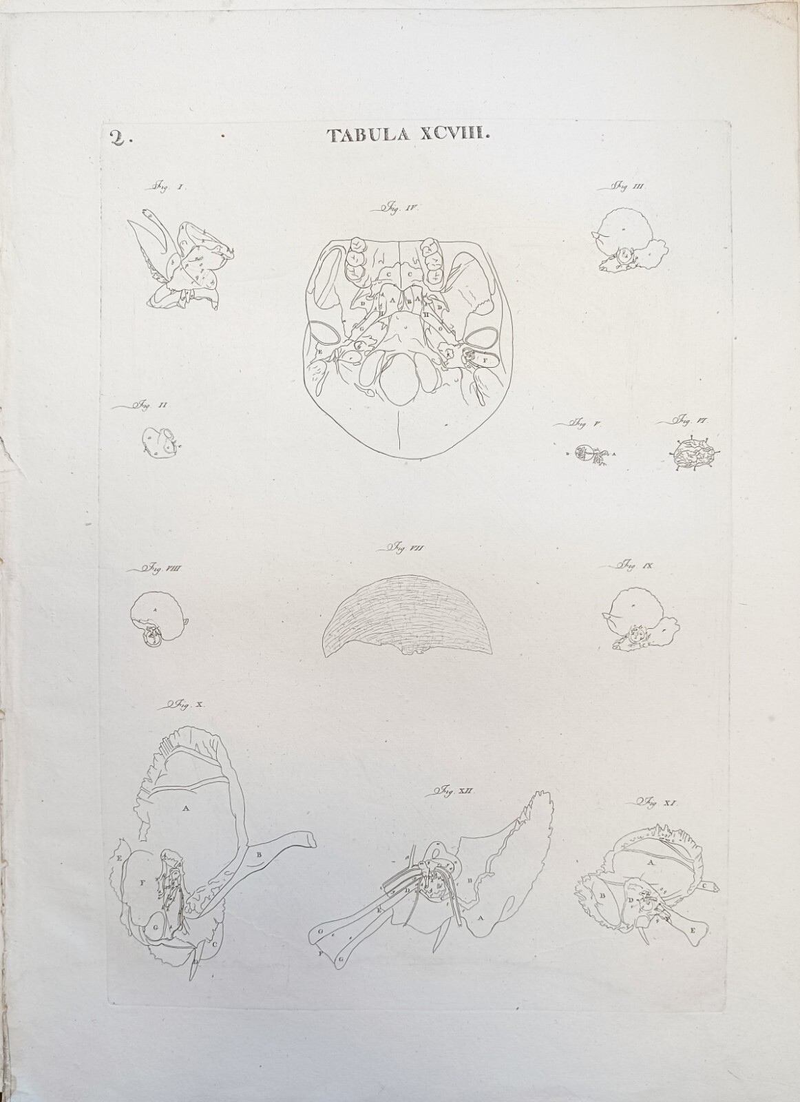 TABULA ANATOMICA XCVIII