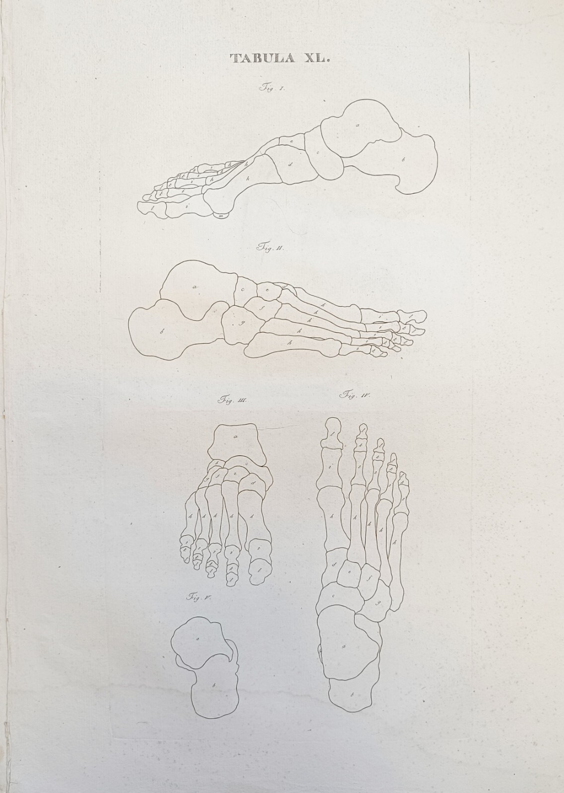 TABULA ANATOMICA XL.