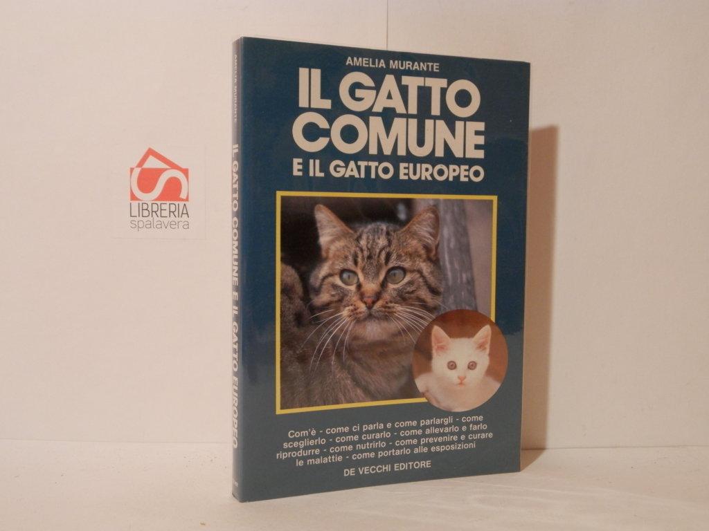 Il gatto comune o gatto europeo