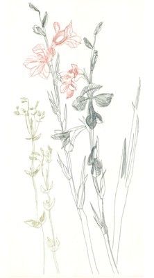 Toscanische Blumen. 13 Kupferstiche. Zugleich ein botanisches Goethe-Lesebuch.