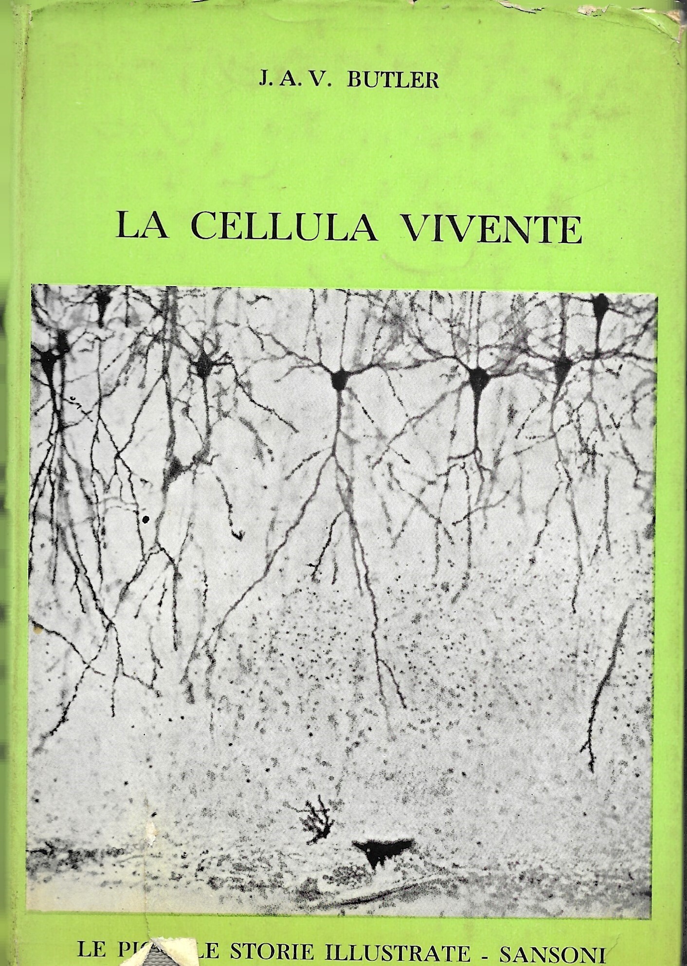 La cellula vivente