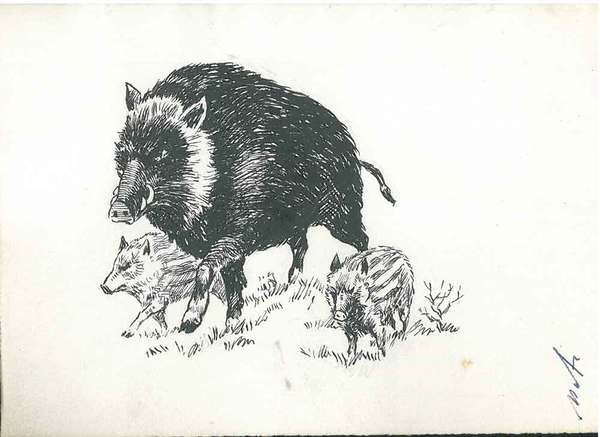 Disegno originale a penna (mamma cinghiale con 2 cuccioli) di …