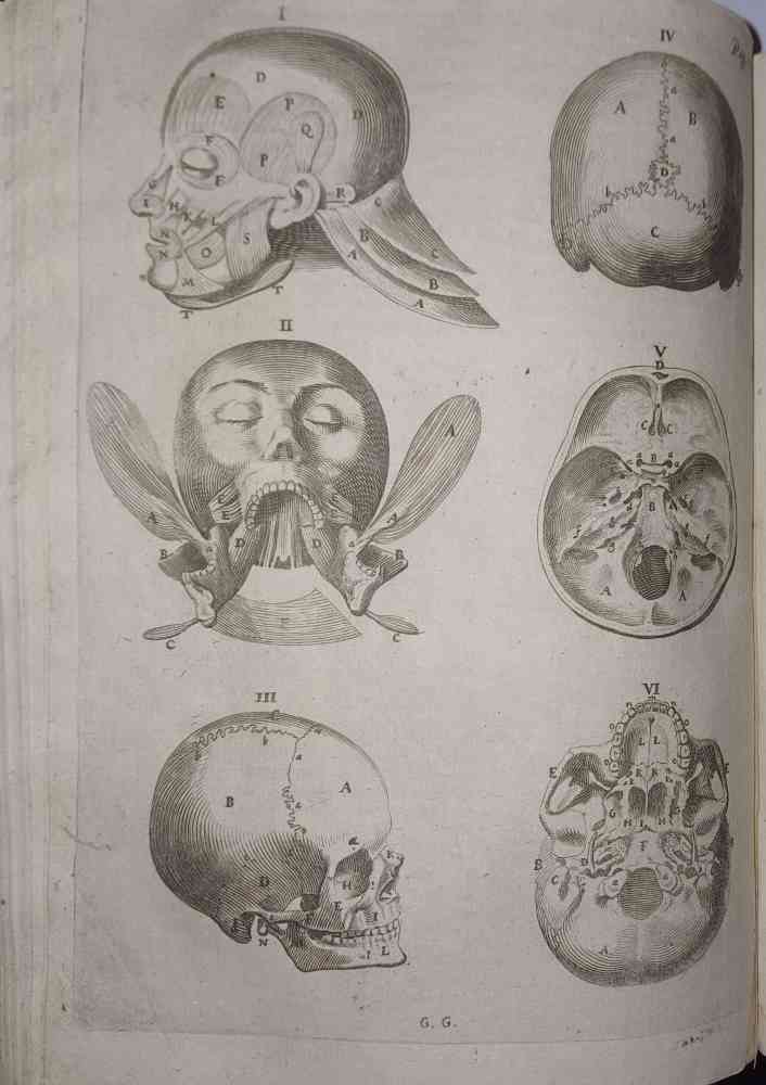 Ioannis Veslingii . Syntagma anatomicum, commentario atque appendice ex veterum, …