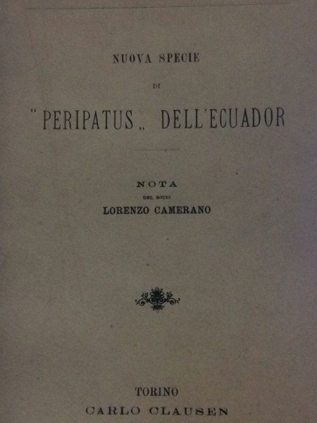 PERIPATUS DELL'AECUADOR TOINO CARLO CLAUSEN