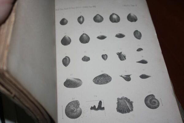 Echinidi del bacino della BORMIDA BOLLETTINO DELLA SOCIETA' GEOLOGICA ITALIANA …