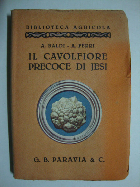 Il cavolfiore precoce di Jesi (Come si coltiva e come …