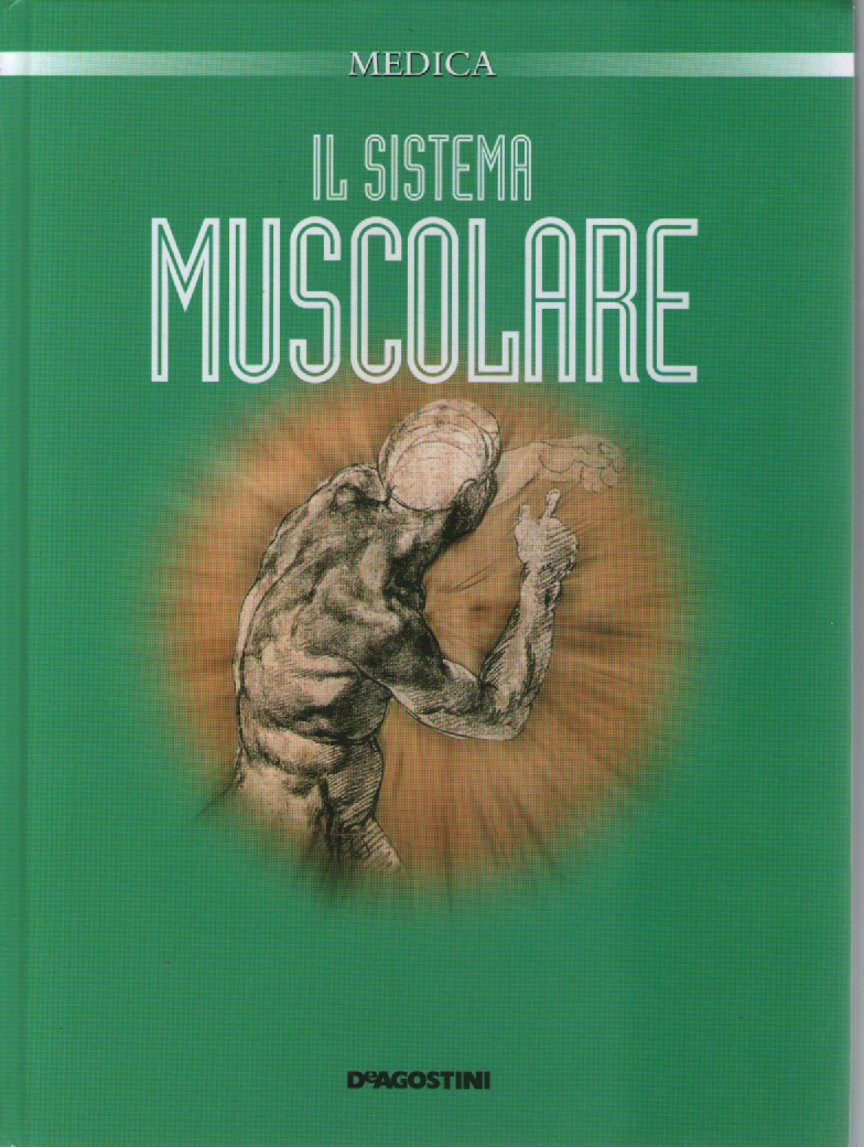 Il sistema muscolare.