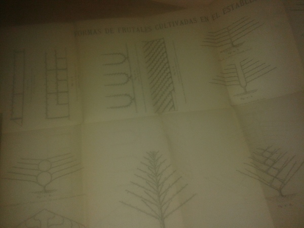 FORMAS DE FRUTALES CULTIVADAS EN EL ESTABLECIMIENTO (Grabado para enmarcar)