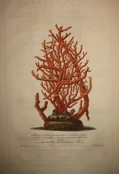 Acropora alba foraminibus stellatis amplioribus: Corallum album oculatum officinarum.