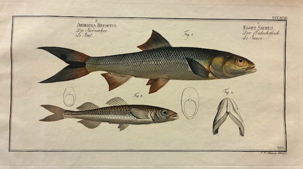 Atherina Hepsetus - Elops Saurus