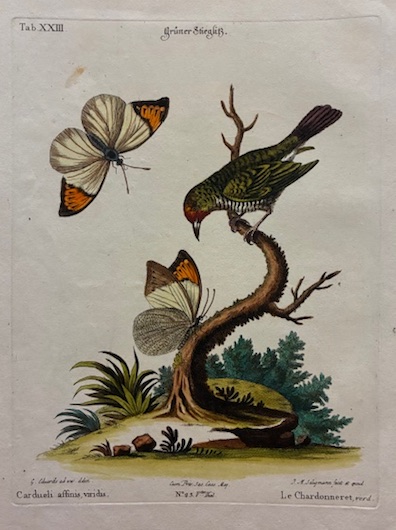 Cardueli affinis, viridis - Le Chardonneret, verd