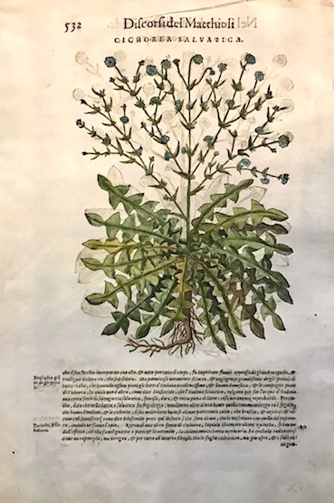 Cichorea salvatica