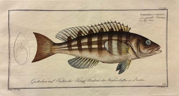 Epinephelus striatus. Das gestreiste Blodauge. La Taye striée