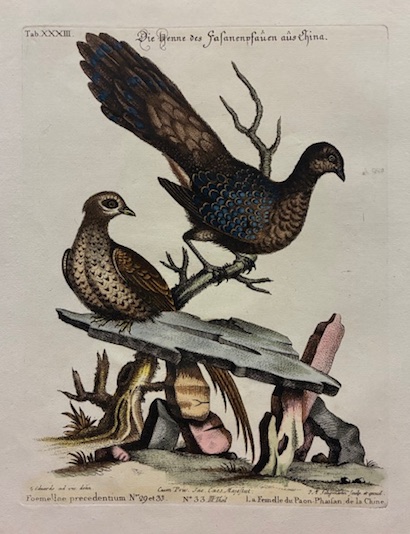 Foemellae - La Femelle du Paon-Phaisan, de la Chine