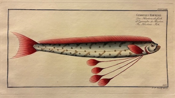 Gymnetrus Hawkenii. Der Hawkensche fisch. Le Gymnetre de Hawken. The …