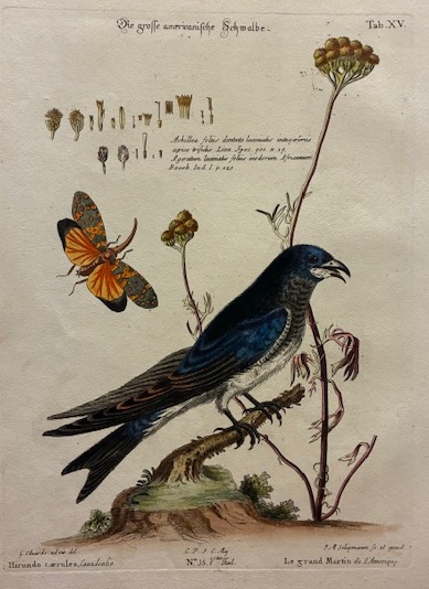 Hirundo caerulea, Canadiensis - Le grand Martin de l’Amerique