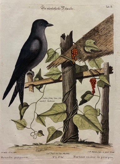 Hirundo purpurea - Martinet couleur de pourpre