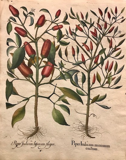 I. Piper Indicum minimum erectum II. Piper Indicum bifurcata siliqua