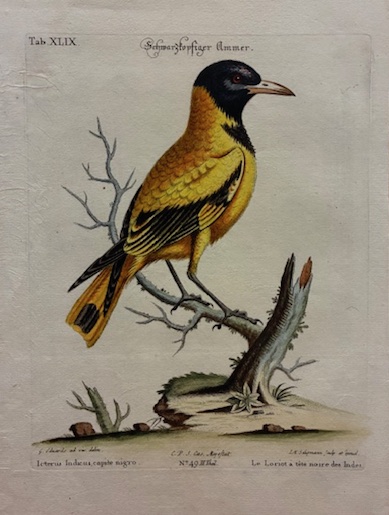 Icterus Indicus, capite nigro - Le Loriot a tete noir …