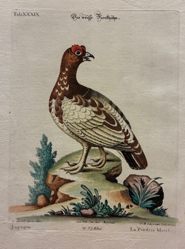 Lagopus - La Perdrix blanche
