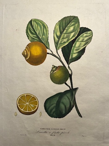 Limetier a petit fruit - Limetta a frutto piccolo