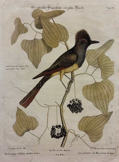 Muscicapa cristata ventre luteo - Les Preneur de mouches huppè