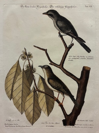 Muscicapa fusca - Petit Preneur de mouches brun, Muscicapa oculis …