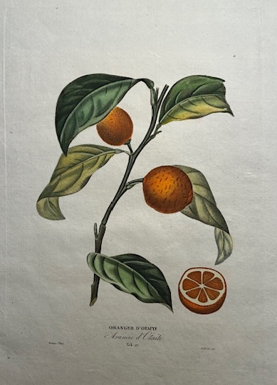 Oranger d’Otaiti - Arancio d’Otaiti