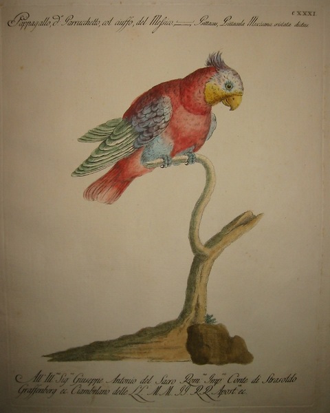 Pappagallo detto Parrucchetto, col ciuffo, del Messico