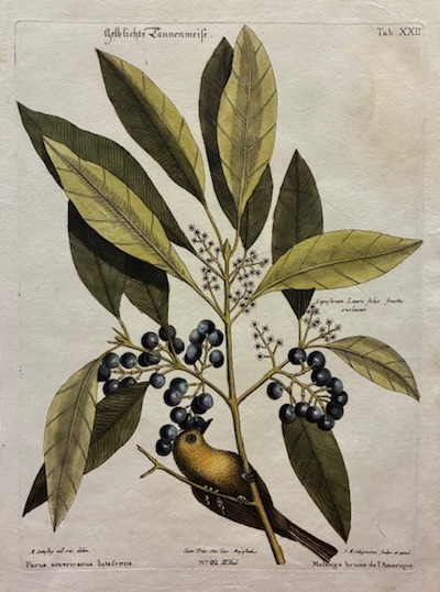 Parus americanus lutescens - Mesange brune de l’Amerique