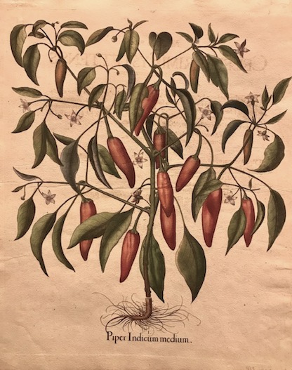 Piper Indicum medium
