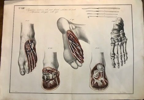 Tavola XIII. Preparazione anatomica della parte dorsale e plantare del …