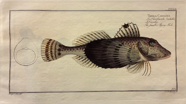 Trigla Carolina. Der Carolinsche Seehahn. Le Carolin. The smaller Flying-Fish