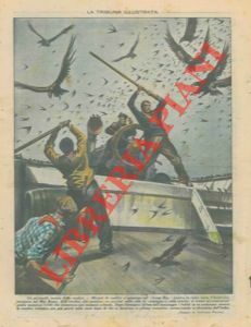 Rondini e falchi invadono un piroscafo in navigazione nel Mar …