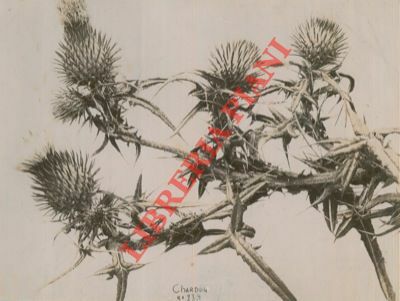 Chardon, n. 88,4