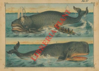 Animali vari : felini, uccelli, da cortile, serpenti, marini, ecc.