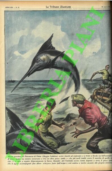 Alcuni pescatori di Pietranera di Palmi (Reggio Calabria) erano riusciti …