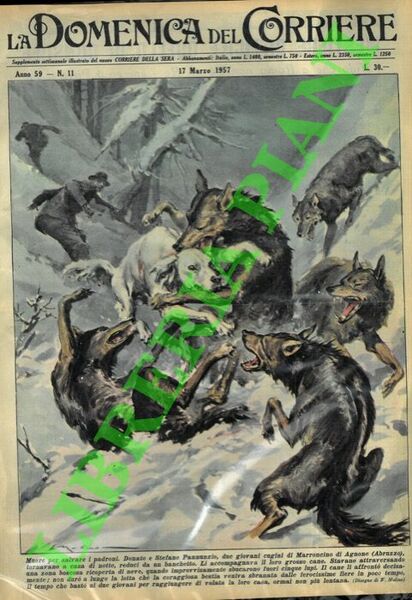 In Abruzzo un cane affronta cinque lupi per salvare i …