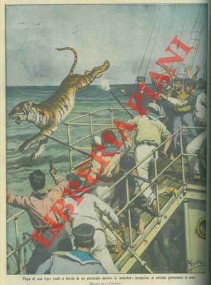 Fuga di una tigre reale da un piroscafo: si suicida …